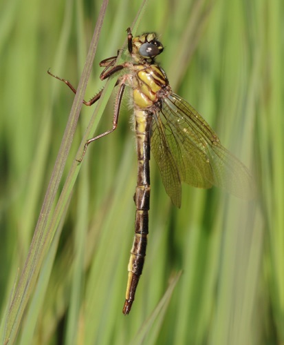 Female, newly emerged
19 Apr 2010  Telfair